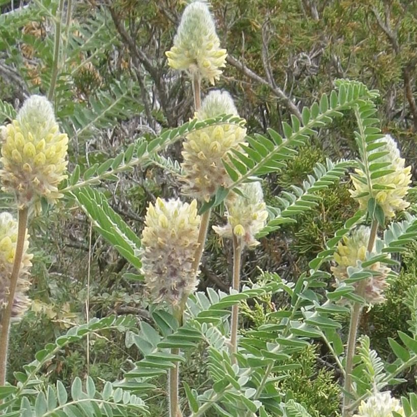 Astragalus centralpinus (Flowering)