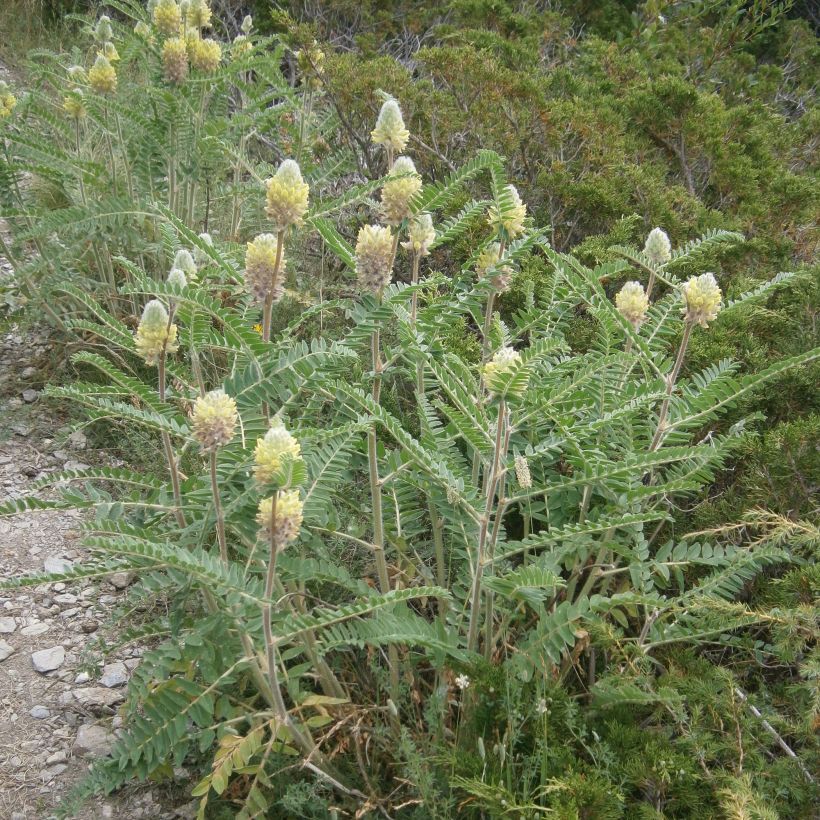 Astragalus centralpinus (Plant habit)