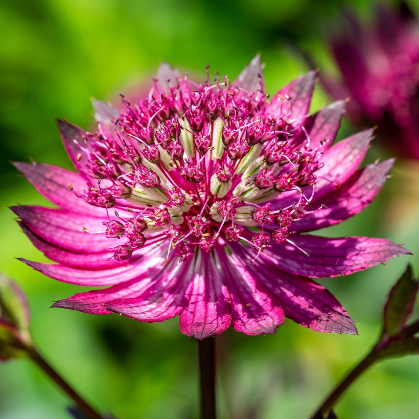 Astrance - Astrantia Star of Love (Flowering)