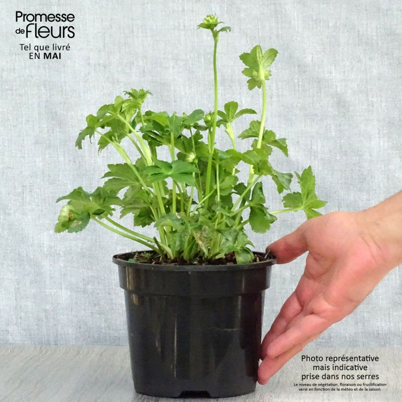 Example of Astrance - Astrantia Star of Billion Pot de 2L/3L as you get in printemps