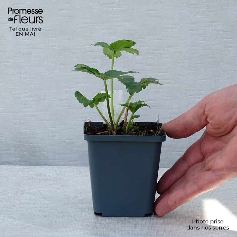 Example of Astrance - Astrantia Star of Billion Godet de 8/9 cm as you get in printemps