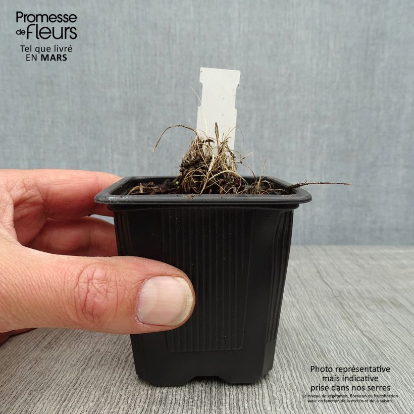 Example of Astrance - Astrantia major Alba (White) Godet de 8/9 cm as you get in printemps