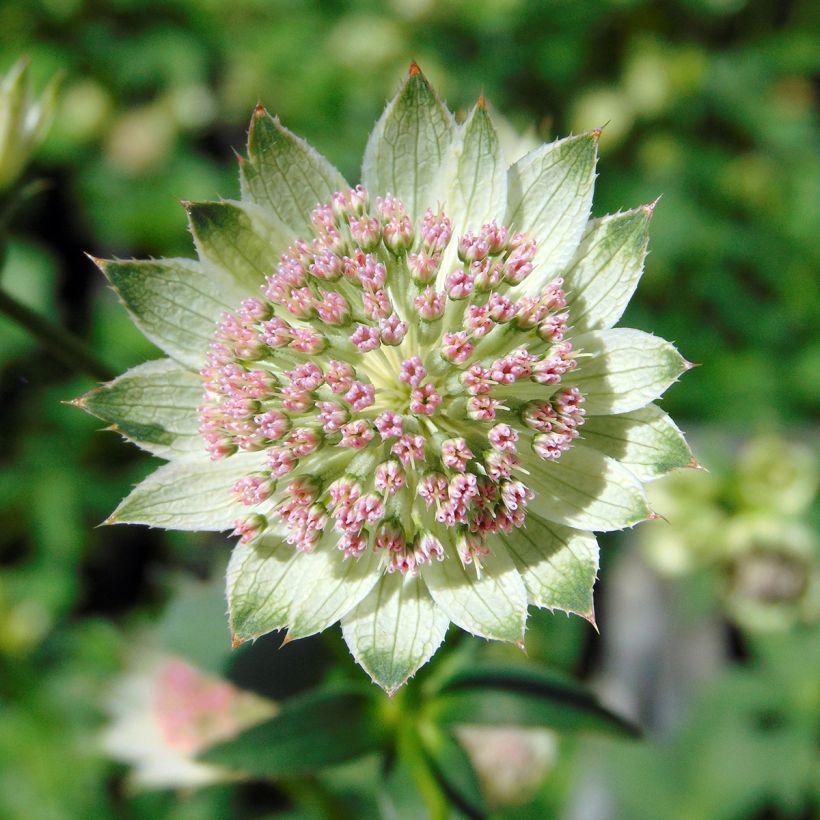 Astrance - Astrantia major Buckland (Flowering)
