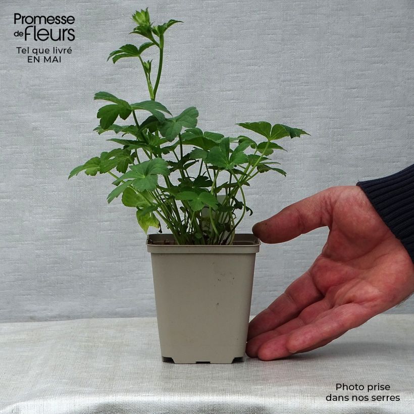 Example of Astrance - Astrantia major Buckland Godet de 8/9 cm as you get in printemps