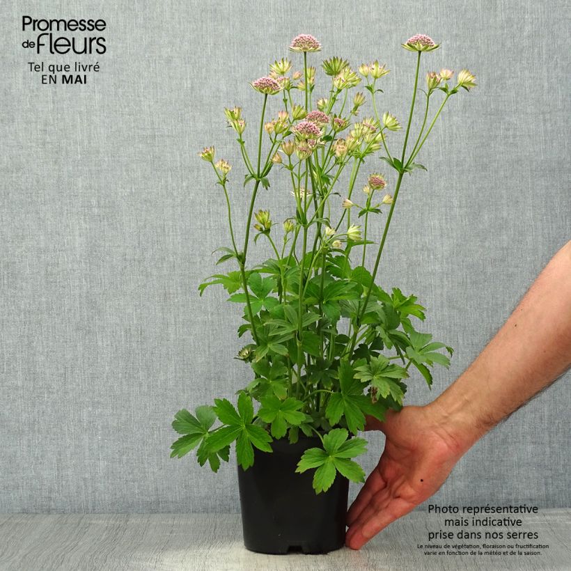 Example of Astrance - Astrantia major Buckland Pot de 2L/3L as you get in printemps