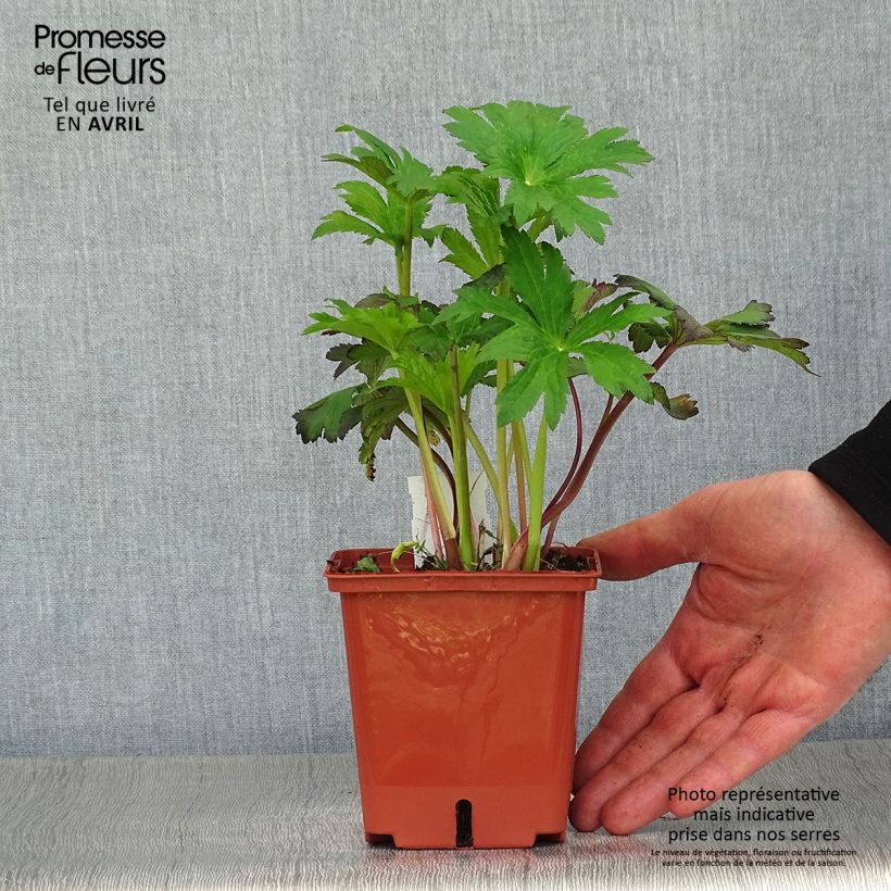 Example of Astrance - Astrantia major Burgundy Manor Pot de 1L/1,5L as you get in printemps