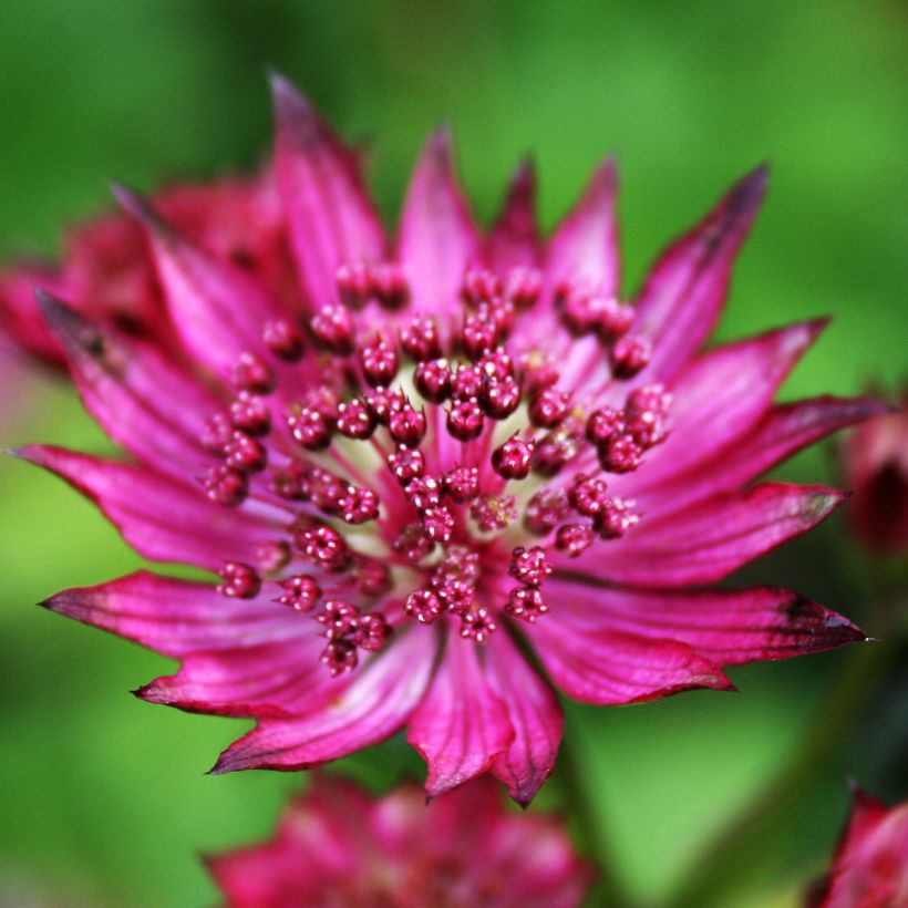 Astrance - Astrantia major Burgundy Manor (Flowering)