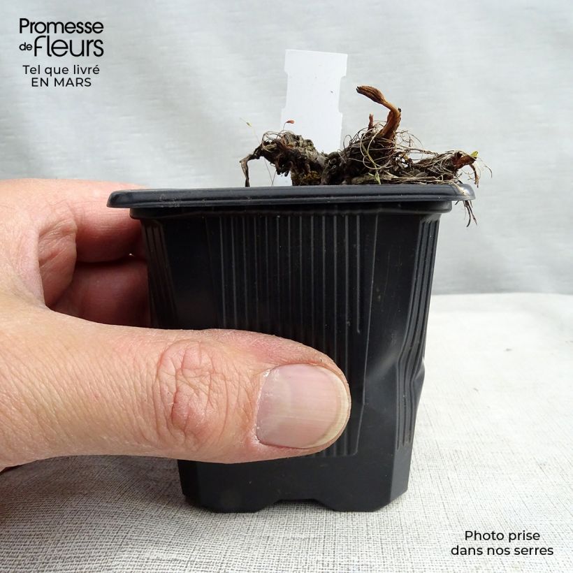 Example of Astrance - Astrantia major Claret Godet de 8/9 cm as you get in printemps