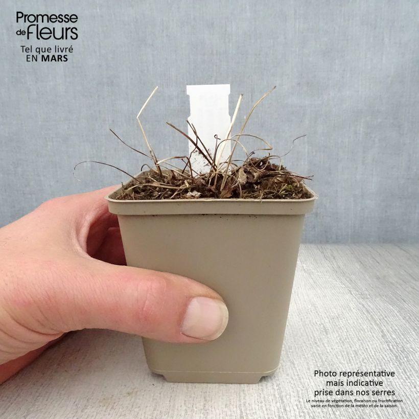 Example of Astrance - Astrantia major Florence Godet de 8/9 cm as you get in printemps