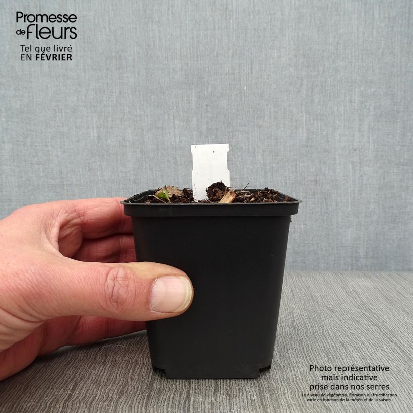 Example of Astrance - Astrantia major Hadspen Blood Godet de 8/9 cm as you get in hiver