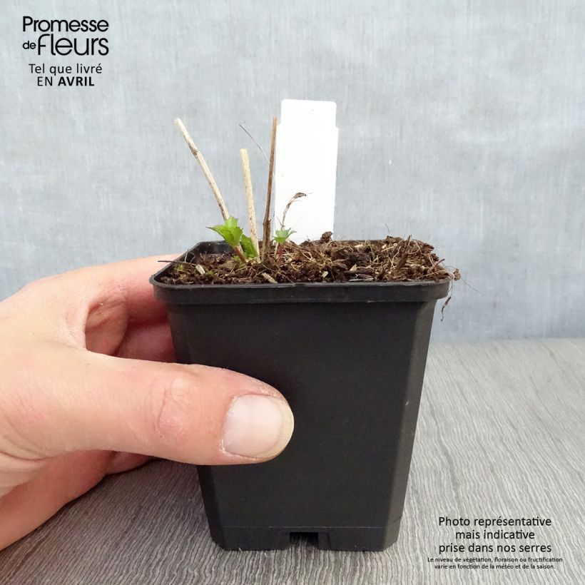 Example of Astrance - Astrantia major Moulin Rouge Godet de 8/9 cm as you get in printemps