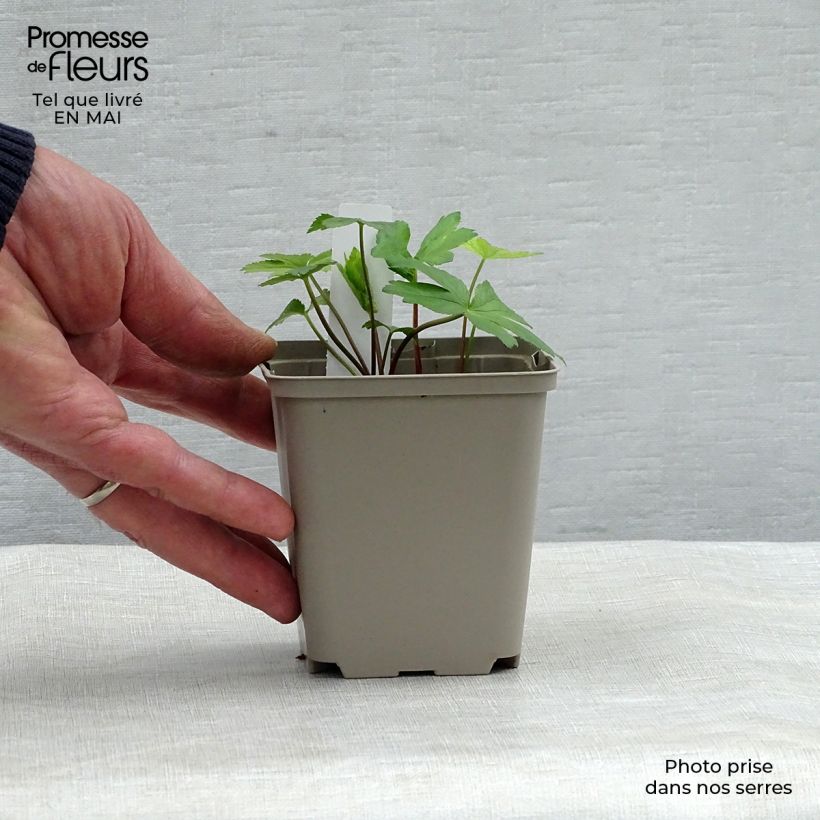 Example of Astrance - Astrantia major Pink Pride Godet de 8/9 cm as you get in printemps