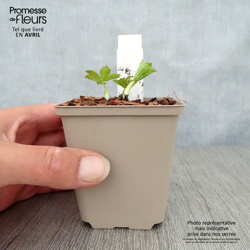 Example of Astrance - Astrantia major Pink Sensation  Godet de 8/9 cm as you get in printemps