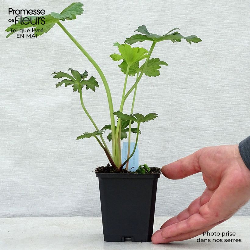 Example of Astrance - Astrantia major Primadonna Godet de 8/9 cm as you get in printemps