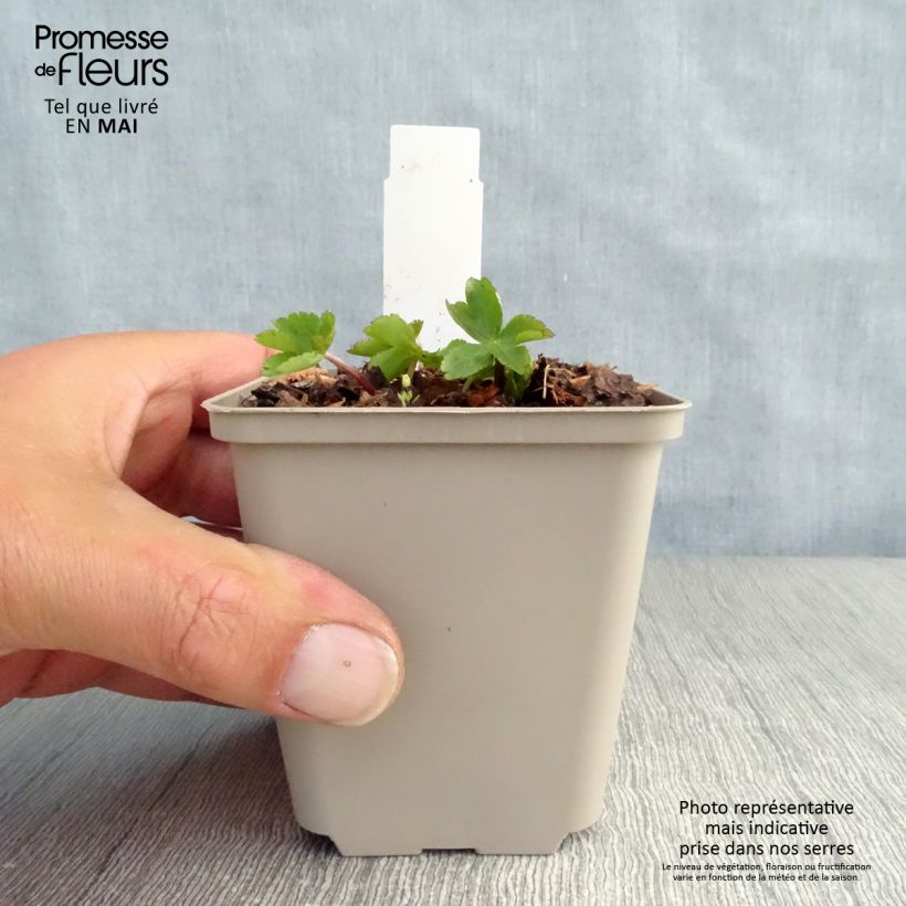 Example of Astrance - Astrantia major Rosea Godet de 8/9 cm as you get in printemps