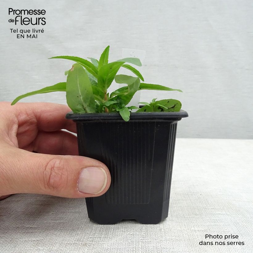 Example of Astrance - Astrantia major Rubra Godet de 8/9 cm as you get in printemps