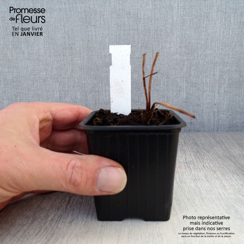 Example of Astrance - Astrantia major Ruby Flame Godet de 8/9 cm as you get in hiver