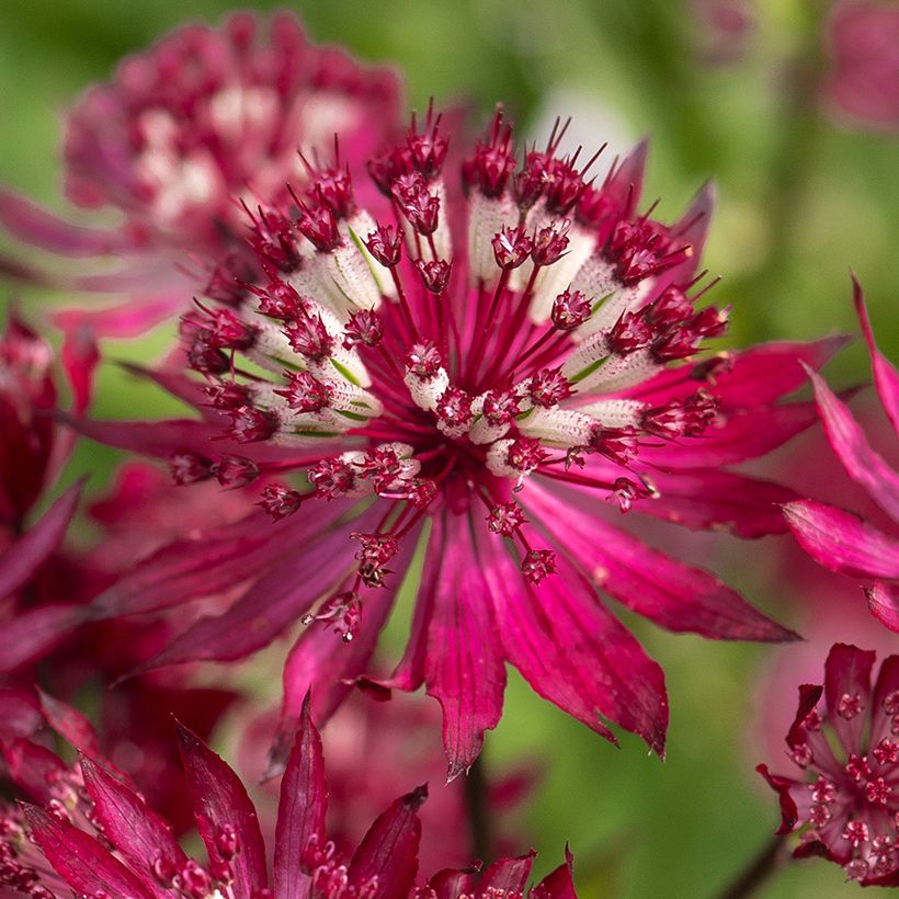 Astrance - Astrantia major Ruby Flame (Flowering)