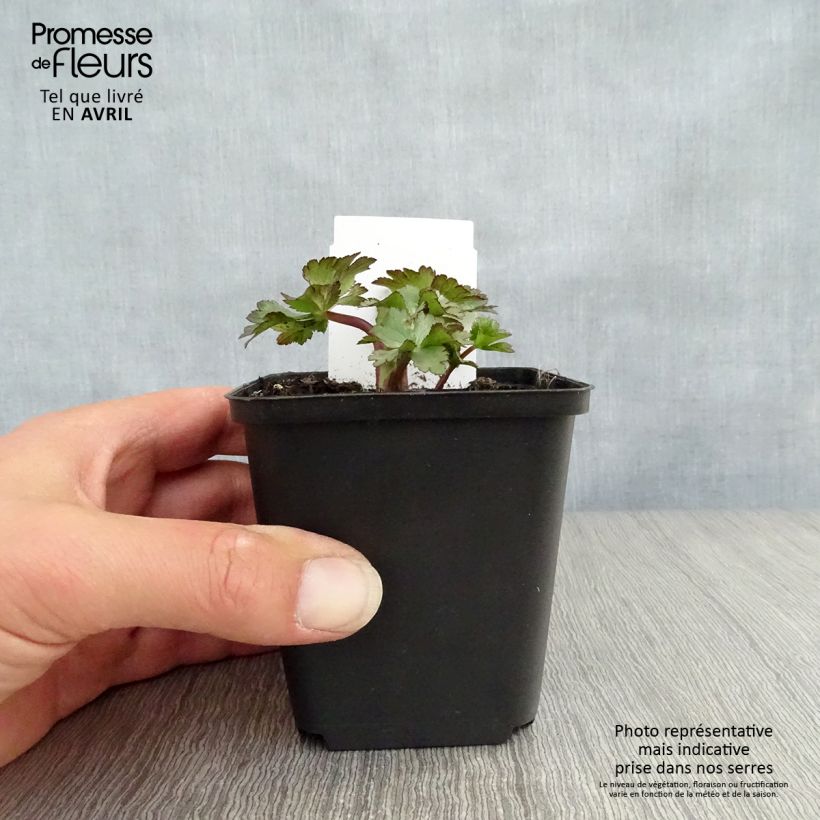 Example of Astrance - Astrantia major Ruby Wedding Godet de 8/9 cm as you get in printemps