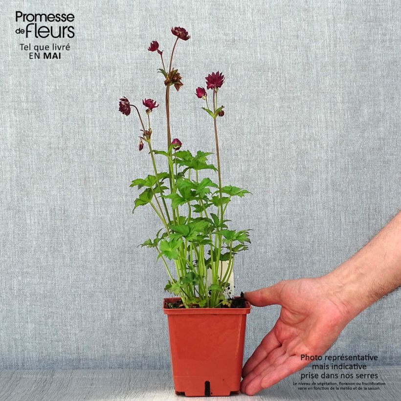 Example of Astrance - Astrantia major Ruby Wedding Pot de 1L/1,5L as you get in printemps