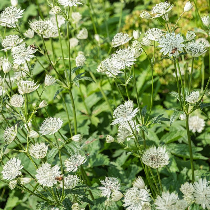 Astrance - Astrantia major Shaggy (Flowering)