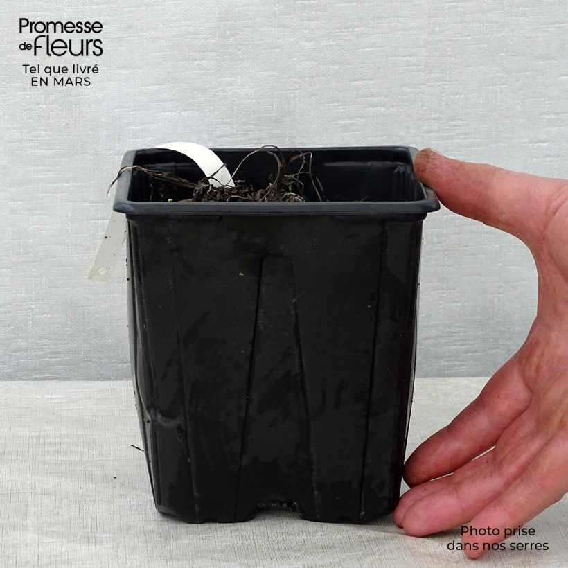 Example of Astrance - Astrantia major Shaggy Pot de 2L/3L as you get in printemps