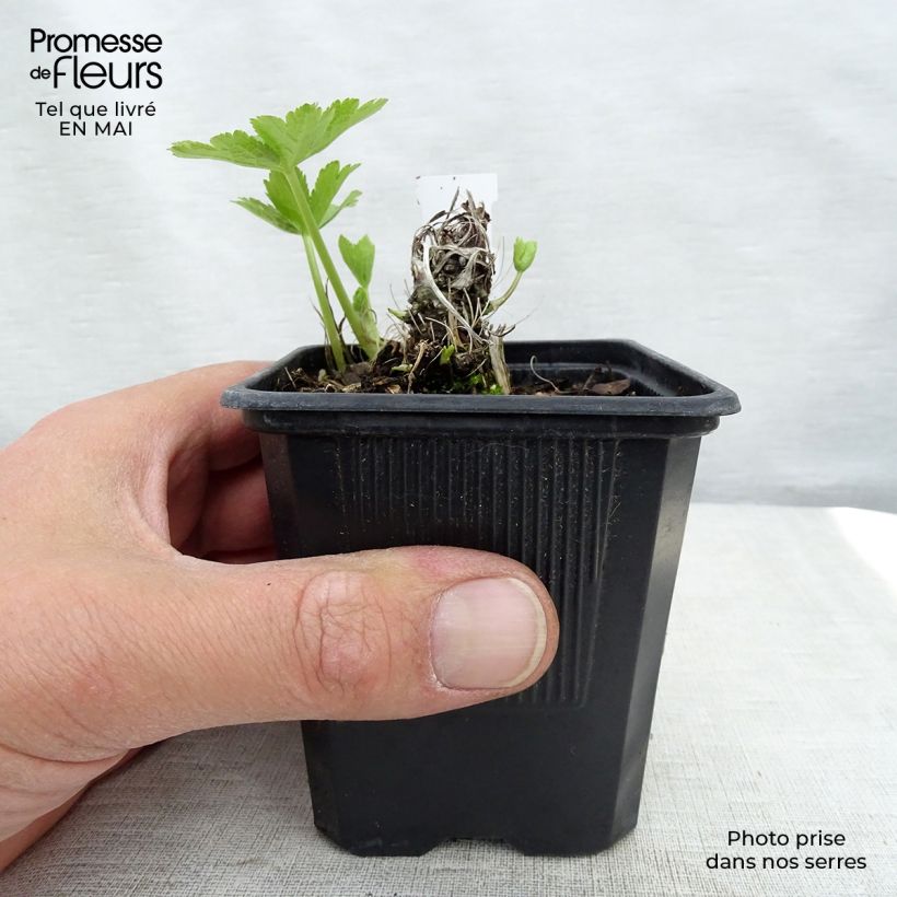 Example of Astrance - Astrantia major Shaggy Godet de 8/9 cm as you get in printemps