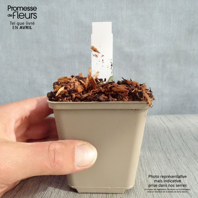 Example of Astrance - Astrantia major Star of Beauty Godet de 8/9 cm as you get in printemps