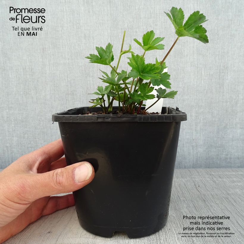 Example of Astrance - Astrantia major Star of Beauty Pot de 1,5L/2L as you get in printemps