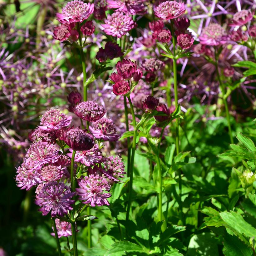 Astrance - Astrantia major Star of Beauty (Plant habit)