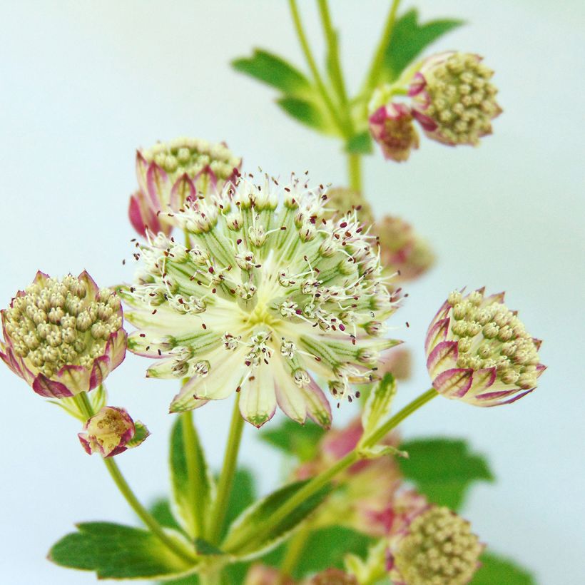 Astrance - Astrantia major Star of Passion (Flowering)