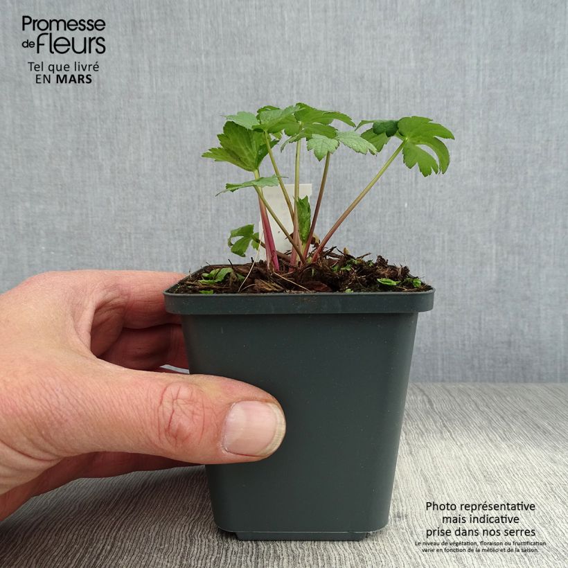 Example of Astrance - Astrantia major Super Star Godet de 8/9 cm as you get in printemps