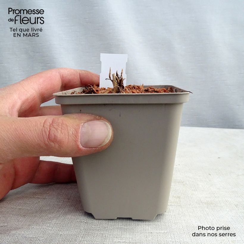 Example of Astrance - Astrantia major White Giant Godet de 8/9 cm as you get in printemps