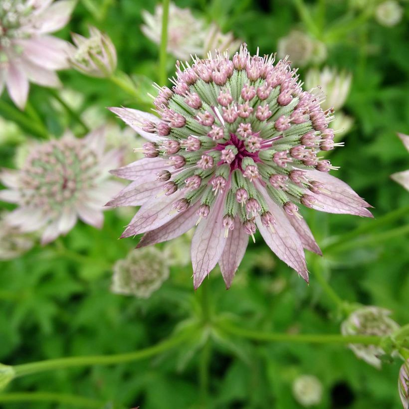 Astrance - Astrantia major Florence (Flowering)