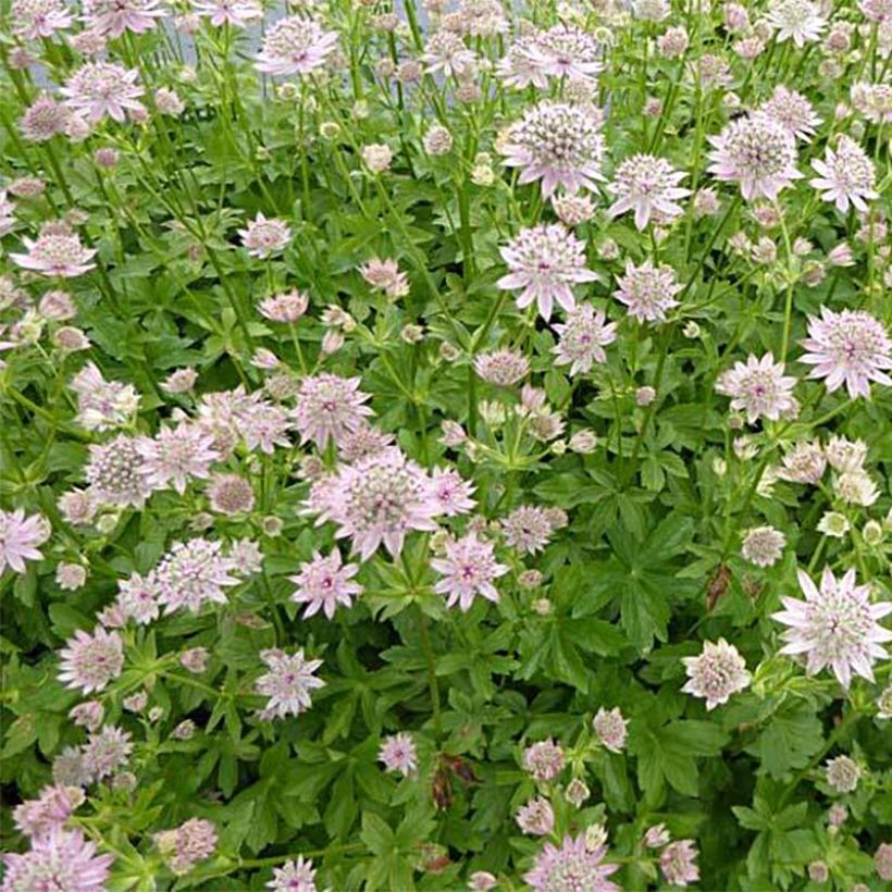 Astrance - Astrantia major Florence (Plant habit)