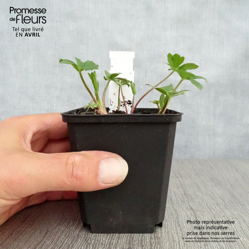 Example of Astrance Major Venice Godet de 8/9 cm as you get in printemps