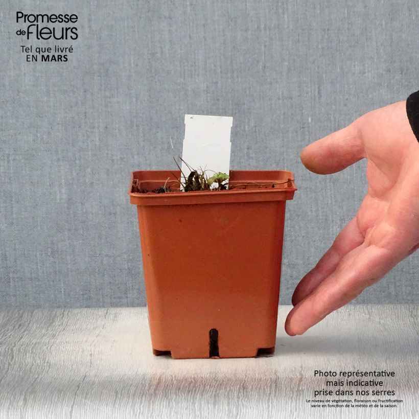 Example of Astrance Major Venice Pot de 1,5L/2L as you get in printemps