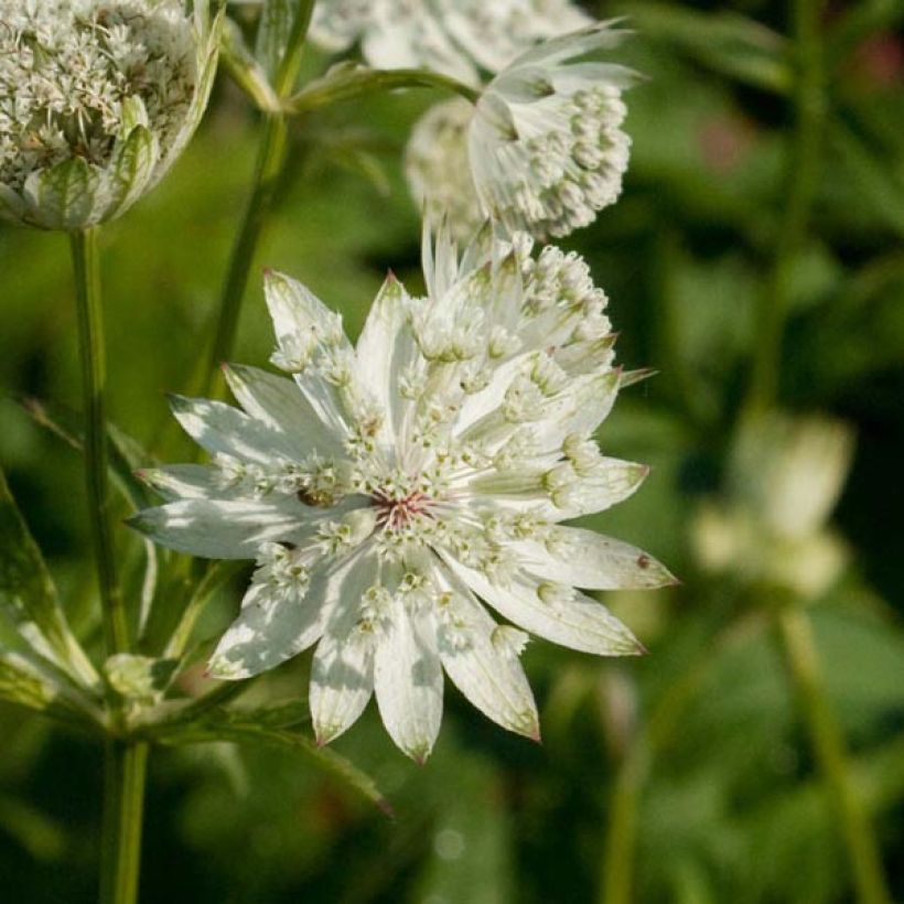 Astrance - Astrantia major Super Star (Flowering)