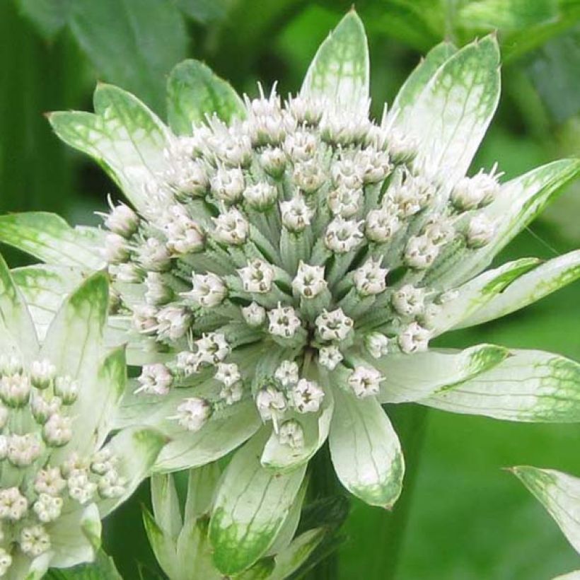 Astrance - Astrantia Star of Billion (Flowering)