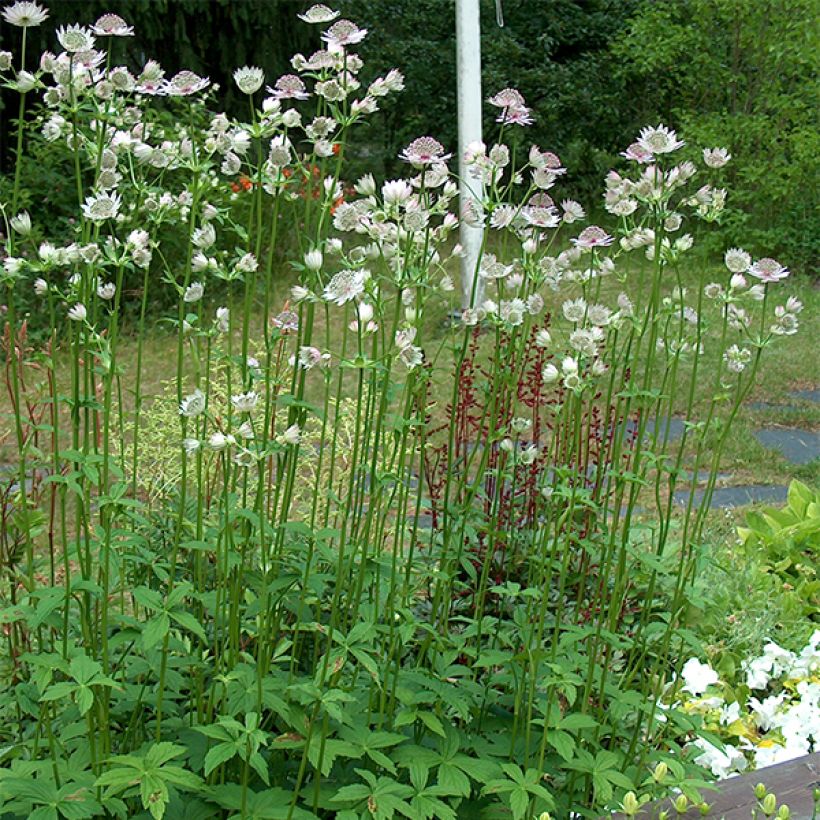 Astrantia major - Grande Astrance  (Plant habit)