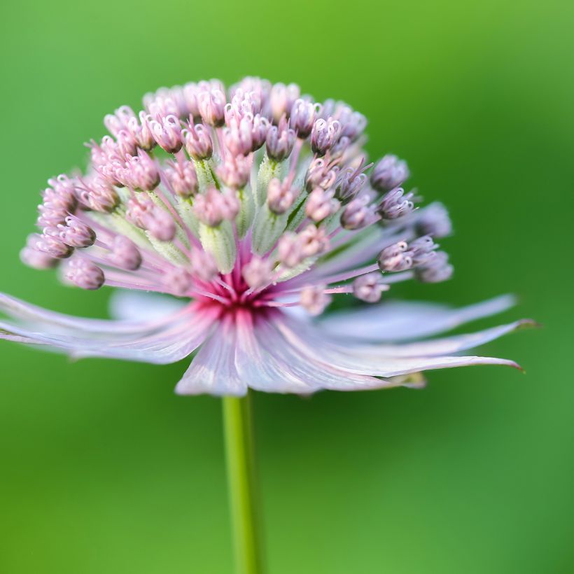 Astrantia major - Grande Astrance  (Flowering)