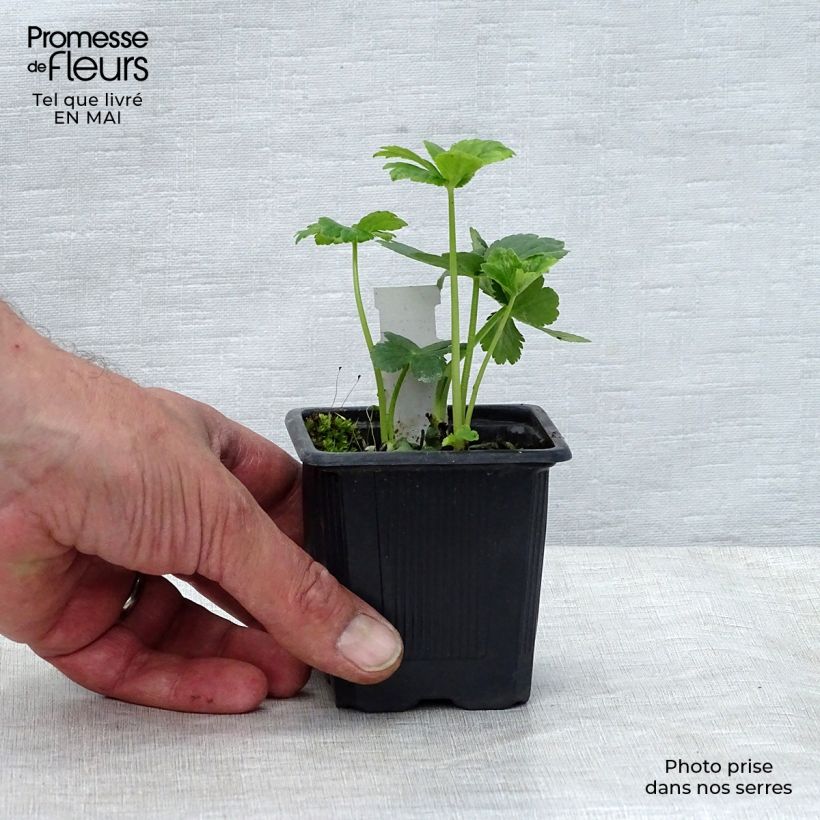 Example of Astrantia major - Grande Astrance  Godet de 8/9 cm as you get in printemps