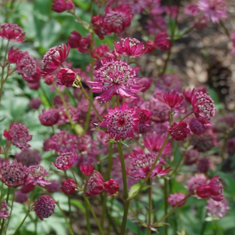 Astrance - Astrantia major Lars (Flowering)