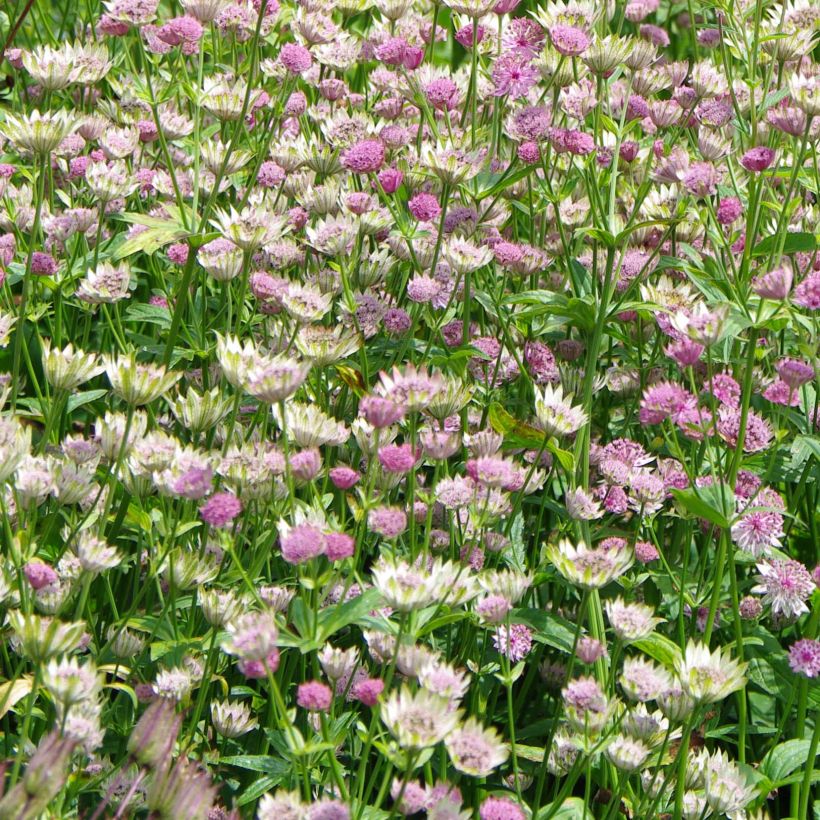 Astrance - Astrantia major Pink Pride (Flowering)