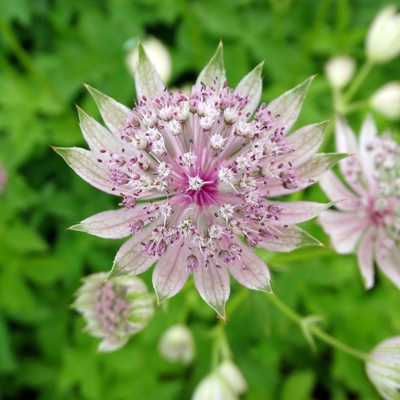 Astrance - Astrantia major Pink Sensation  (Flowering)