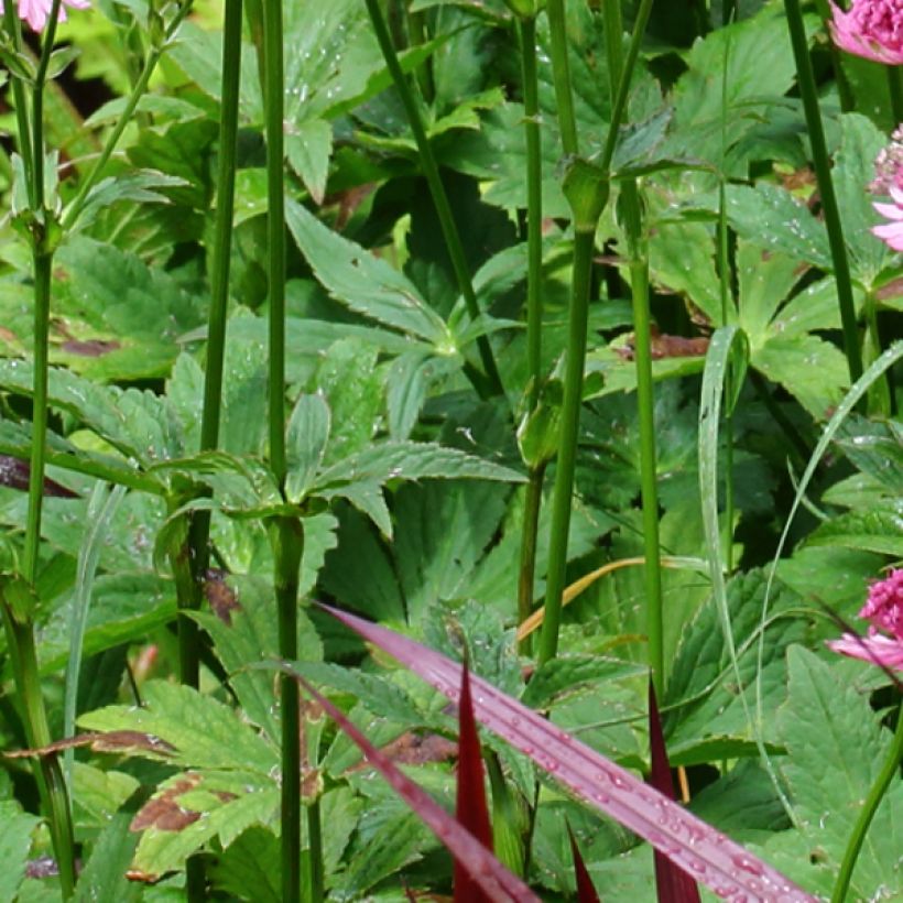 Astrance - Astrantia major Rosensinfonie (Foliage)