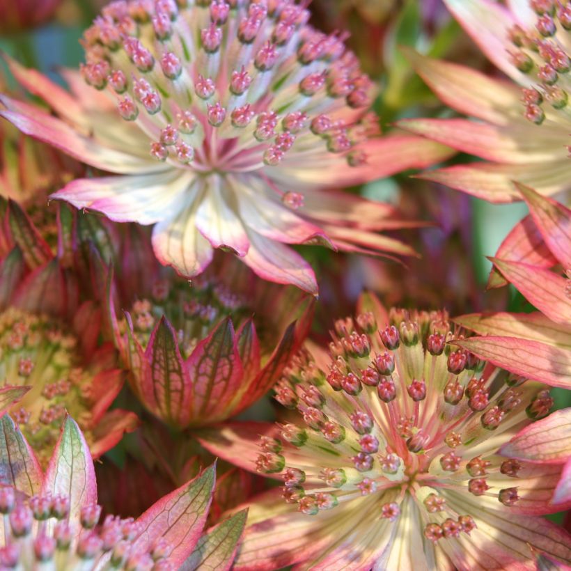 Astrance - Astrantia major Rosensinfonie (Flowering)