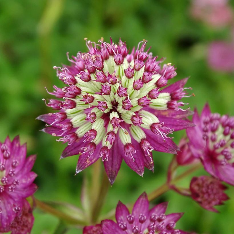 Astrance - Astrantia major Star of Beauty (Flowering)