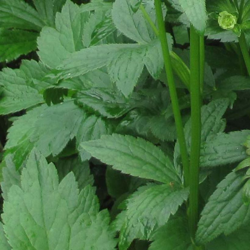 Astrantia major Washfield - Grande astrance  (Foliage)