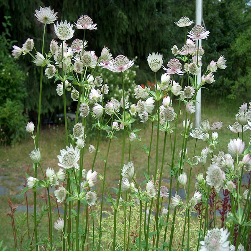 Astrance - Astrantia major Alba (White) (Plant habit)
